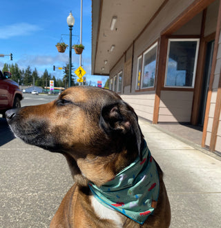 Forks Red Truck Pet Bandana